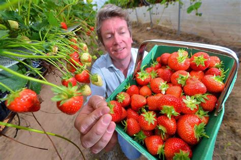 Pick Your Own Bowl Of Delight What Its Like To Be A Strawberry Farmer