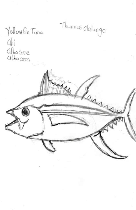 Yellowfin Tuna Coloring Page Coloring Pages