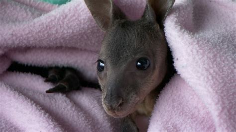 Natures Miracle Orphans Orphaned Baby Wallaby Gets