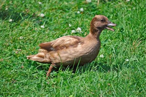 Top 9 Smallest Duck Breeds Bantam Ducks Chickenmag