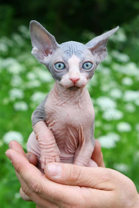 Youre Wrong If You Think Sphynx Cats Are Creepy Mnn
