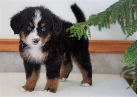 Akc Registered Bernese Mountain Dog For Sale Shiloh Oh Male Bradley