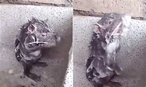 Vidéo bizarre rat lave humain publiée réseaux sociaux buzz auteur avoue