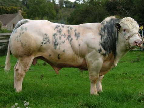 The belgian blue cattle are a breed of domestic beef cattle from belgium which are raised mainly for meat production, and also pretty good for the production of milk. Belgian Blue Cattle | petmapz by Dr. Katz, Your ...