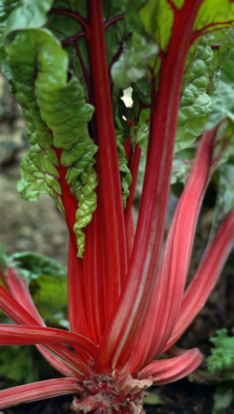 All About Rhubarb ~ Plus The Best Rhubarb Recipes The View From