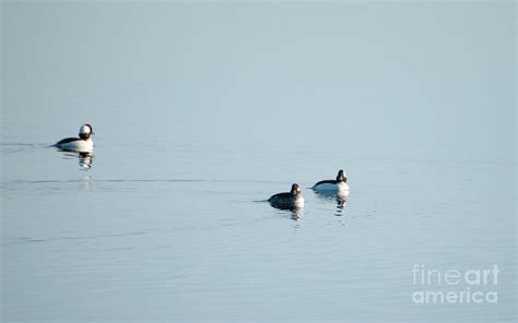 Bufflehead Pair Photograph By Marianne Kuzimski Fine Art America