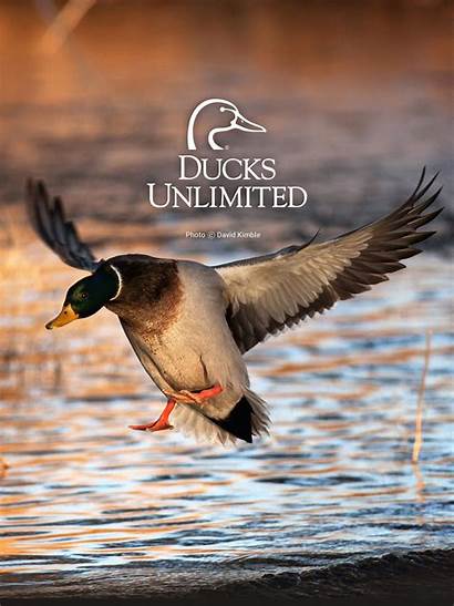 Duck Unlimited Hunting Backgrounds Ducks Mallard Waterfowl
