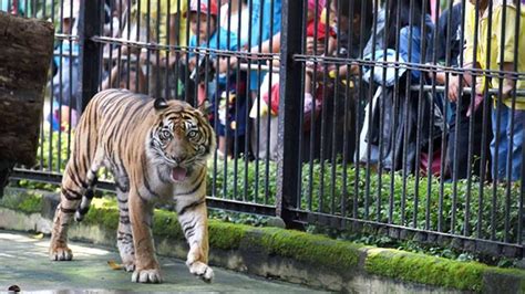 Harga Tiket Masuk Kebun Binatang Surabaya Pada Hari Minggu