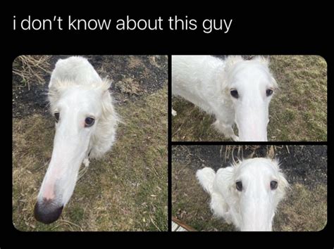 Long Nose Dog Meme Idlememe