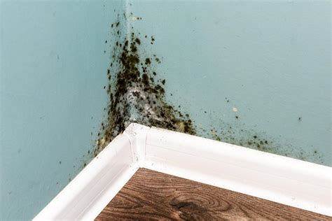 Mold In The Home How Big A Health Problem Is It
