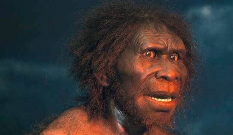 Did Laziness Drive Early Human Relative Homo Erectus To Extinction