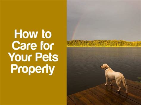 How To Properly Care For Your Pets Labradortraininghq