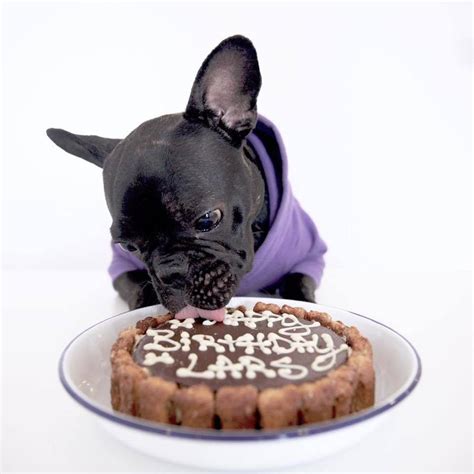 Dog Birthday Cake By Doggielicious