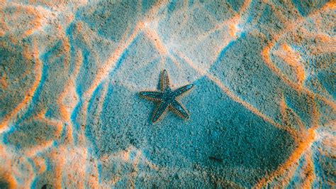 Nu23 Starfish Sea Beach Nature Wallpaper
