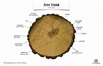 Tree Trunk Anatomy, Poster | What is tree, Tree diagram, Tree