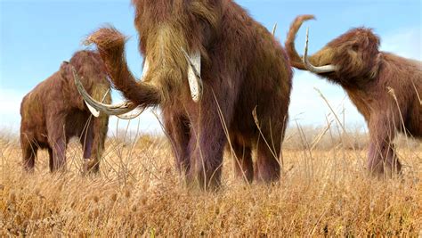 10000 Year Old Mammoth Bones Found Under Stadium