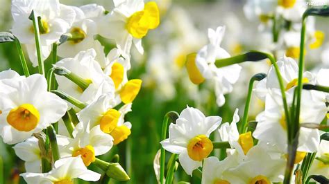 Beatyfull Narcissus Flowers Wallpapers 1920x1080