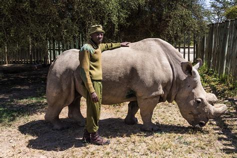 Farewell Dear Sudan The Last Male Northern White Rhino We Wont