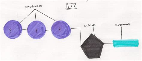 Atp adenosintriphosphat │biologie lernvideo learning level up. 3.11 ATP - a level biology student