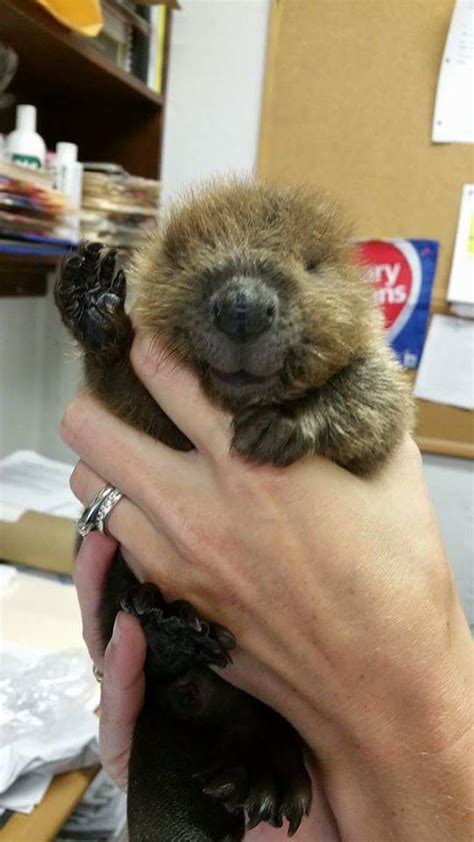55 Adorable Baby Beavers Youd Instantly Want To Give A Hug To Small Joys