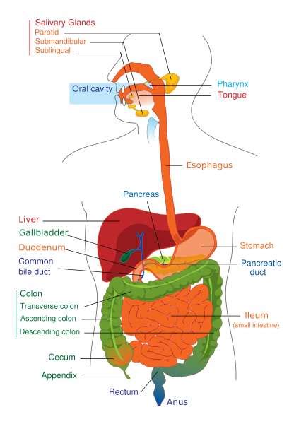 science  kids  digestive system