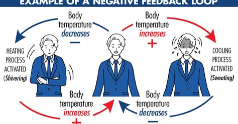 Examples Of Negative Feedback Loops Yourdictionary