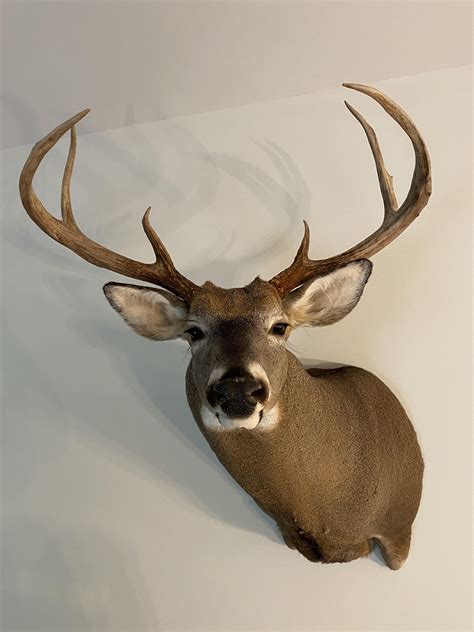 2020 Maine Expanded Archery Deer Rhunting