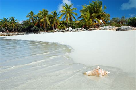 Shell Washes Up On Tropical Beach Stock Photo Download Image Now