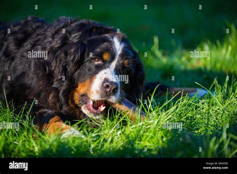 Eating Bernese Mountain Dog Stock Photo Alamy