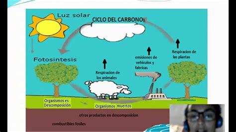 Image Result For Fases De Los Ciclos Biogeoquimicos Ciclo Del Carbono