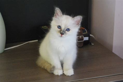 Colours Of The Birman Cat