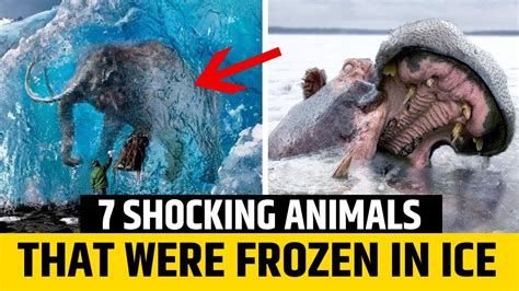 7 Shocking Animals That Were Frozen In Ice Youtube