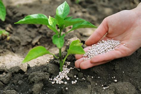 Quais Os Impactos Do Uso Indiscriminado De Fertilizantes Nitrogenados