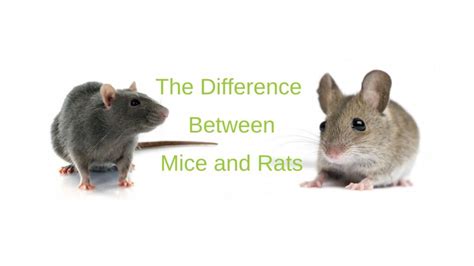 Important Differences Between Mice And Rats