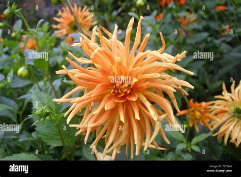 Orange Dahlia Flower Stock Photo Alamy