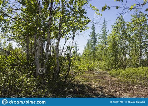 Birch Grove And Bright Blue Sky Green Trees In The Summer Forest