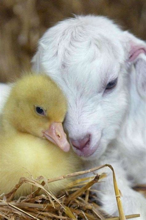 50 Cute Baby Animal Pictures That Feels Aw