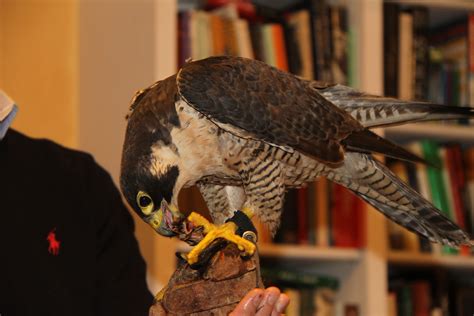 Peregrine Falcon Training The Wildlife Center Of Virginia