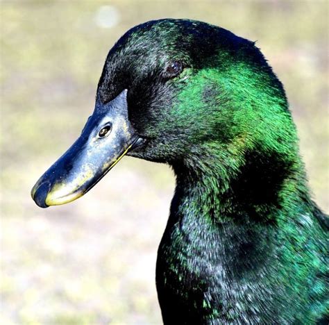 Cayuga Head Shot Duck Breeds Domestic Cayuga Pet Ducks