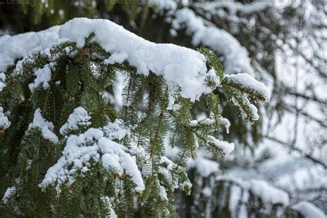 Close Up Of Winter Pine Tree Branches Covered With Snow Frozen Tree