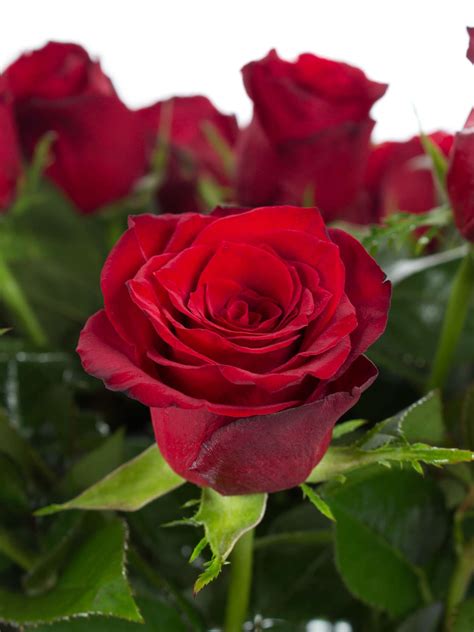 Schöne Rosenbilder Warten Auf Dich Mjpics Fotografie