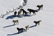 La exitosa reintroducción del lobo en el Parque Nacional de Yellowstone