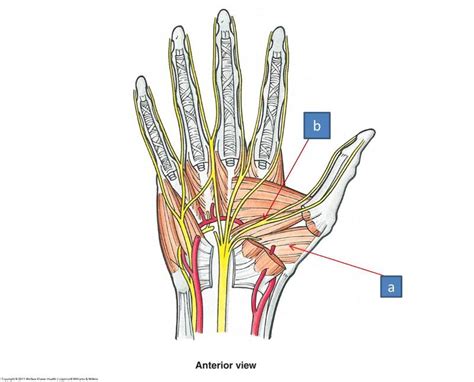 Anatomy Block Iii Wrist And Hand Flashcards Easy Notecards
