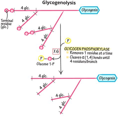 Glycogenolysis Biochemistry Flashcards Ditki Medical And Biological