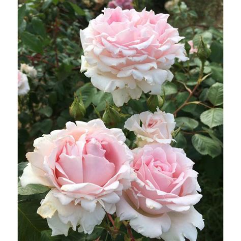 Chloe Rose Bush Trevor White Roses Buy Quality Mail Order Roses