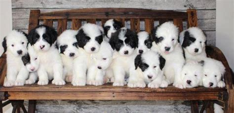 Find your new best friend today. Old English Sheepdog mix puppies for Sale in Conroe, Texas ...