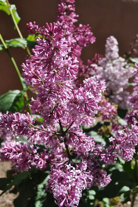 We offer flower delivery in santa fe county, nm to the following zip codes in an award winning gift box and through our affiliated local florists in and around santa fe. Lilacs. My yard. Santa Fe, NM | High desert landscaping ...