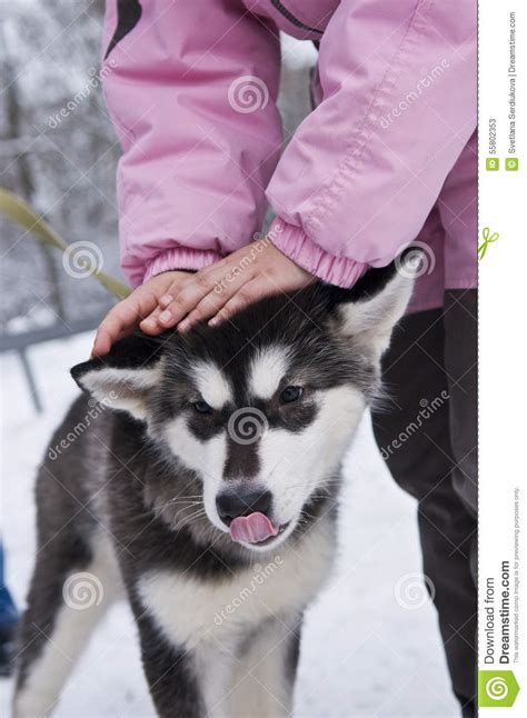 Siberian Husky Puppy Stock Image Image Of Lead Pink