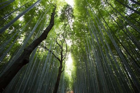 Bamboo Forest Perspective Free Photo