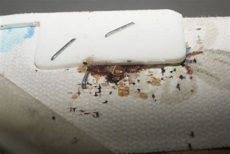 Abc Termite And Pest Control Bed Bugs Information